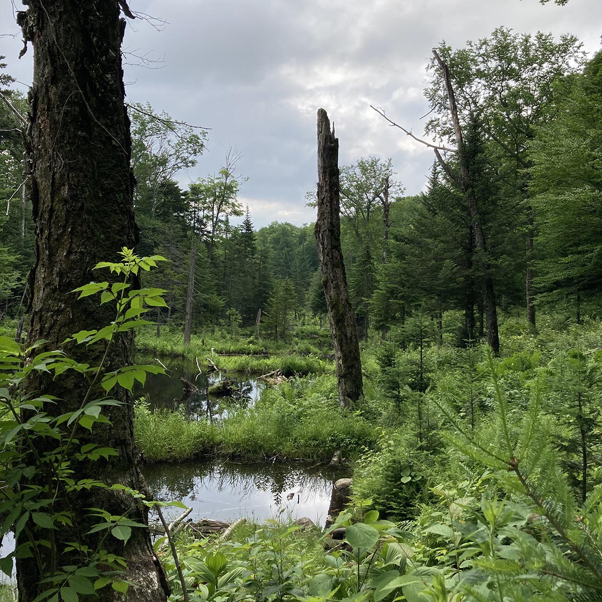 Vermont Marshy Woods