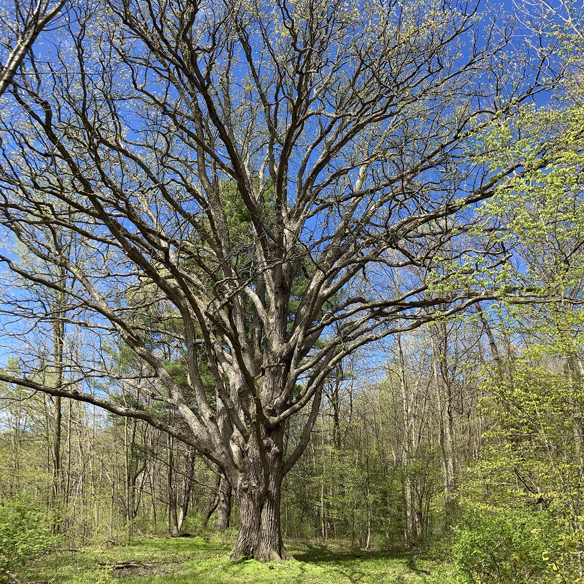 Large tree in the spring